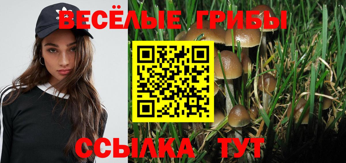 Чайковский  Галлюциногенные грибы Cubensis  Вход с VPN 